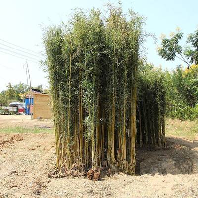 文竹 蛇口雞毛竹養(yǎng)護(hù)護(hù)理