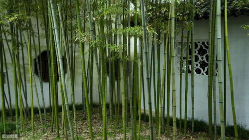 這 8種樹 ,最適合種在院子里,鎮(zhèn)宅 旺家 好運(yùn)連連