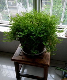 能夠招財(cái)?shù)娘L(fēng)水植物 風(fēng)水植物招財(cái)?shù)挠心男? class=