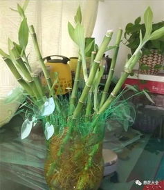花百科 塑料袋塑料瓶養(yǎng)花這么方便有效,真后悔都扔了