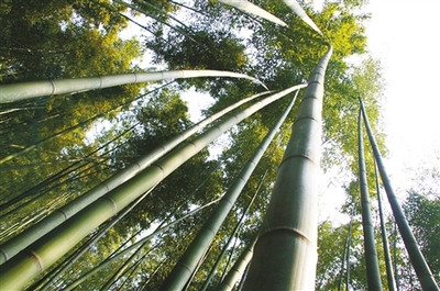 重慶:打造林業千億生態經濟產業集群 - 植保 - 中國園林網