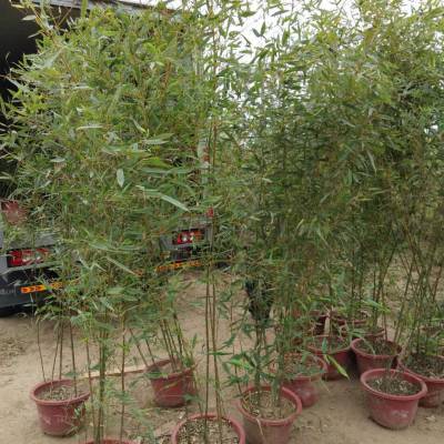 北方竹子栽植時間,北方地區竹子移栽要點種植方法