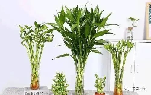 3種丑陋花,很多人都不愿養,懂花的人就愛養,難怪家里更清新