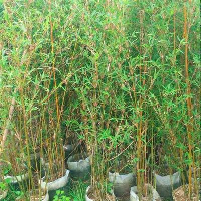 慈孝竹 慌山固土護坡園林綠籬風景種植 庭院公園綠化觀賞工程苗