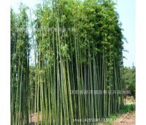 竹子種植企業(yè)黃頁