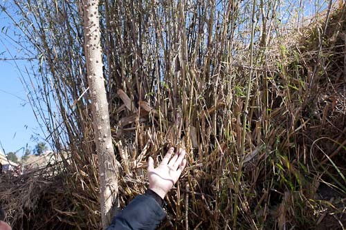 村官請(qǐng)教剛竹 淡竹 毛竹 竹子種植品種