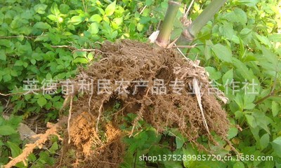 【竹子 麻竹苗 正宗臺(tái)灣竹子苗 包成活包竹子種植技術(shù)】?jī)r(jià)格,廠家,圖片,竹類植物,英德市利民農(nóng)產(chǎn)品專業(yè)合作社-
