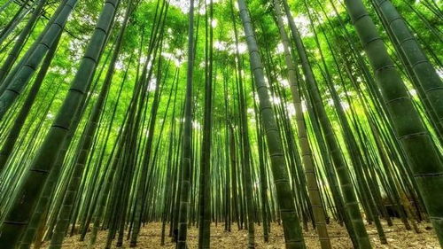 竹子當(dāng)鋼筋用,難道竹子不會(huì)腐爛 為何卻有人應(yīng)邀做這種無稽之事