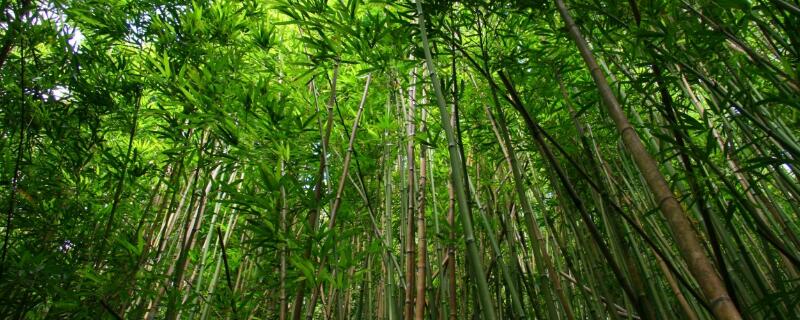 竹花幾月開? -種植知識(shí)- 土流網(wǎng)