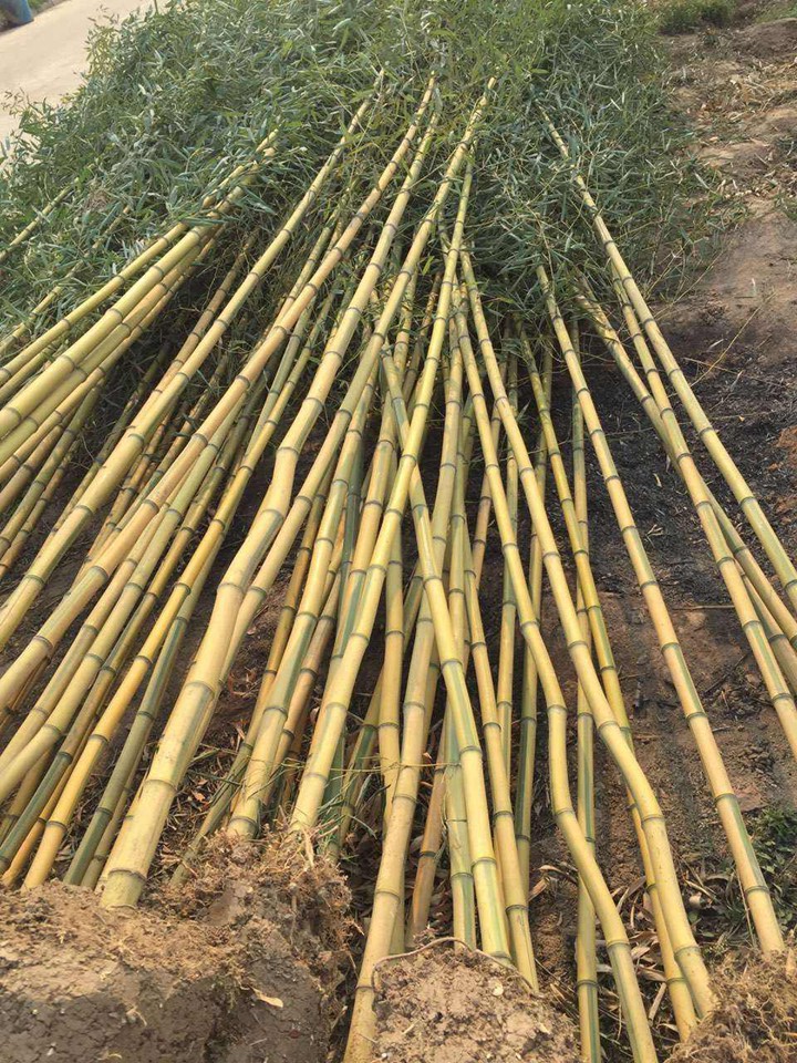 [黃金竹]黃金竹圖片_批發價格_種植技巧-藤本月季網