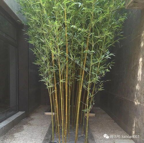 庭院養竹的講究 告誡 院里千萬別這樣種竹子 半年身體就出問題