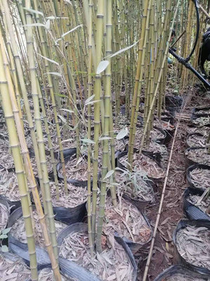 竹子多少錢一棵?竹子怎么種、什么時候種?