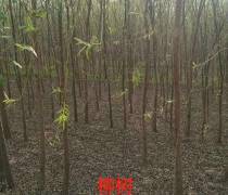【垂柳|津南垂柳樹苗供應(yīng)】惠民縣稀景苗木種植專業(yè)合作社 - 產(chǎn)品庫(kù)