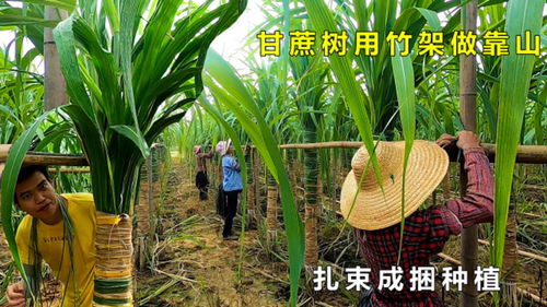扎束成捆種植的木格白玉甘蔗大風(fēng)一吹就倒,沒有竹架當(dāng)靠山支撐是不行的