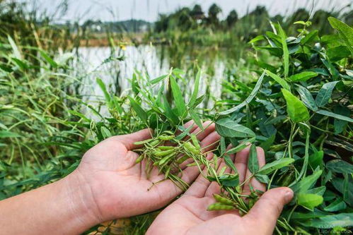 六安發(fā)現(xiàn)的這株野韭菜,為什么像芯片一樣寶貴