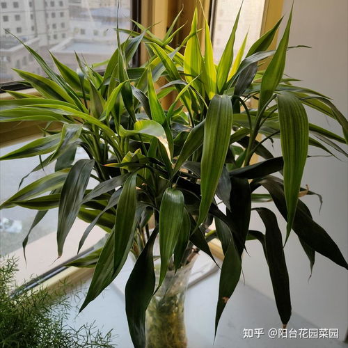 家里養(yǎng)5種 吉祥竹 ,富貴不俗,好日子節(jié)節(jié)高升