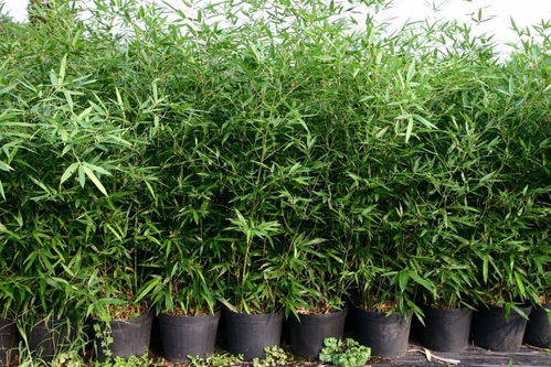 種竹子真的特別容易,還會(huì)過度蔓延,這方法可輕松解決