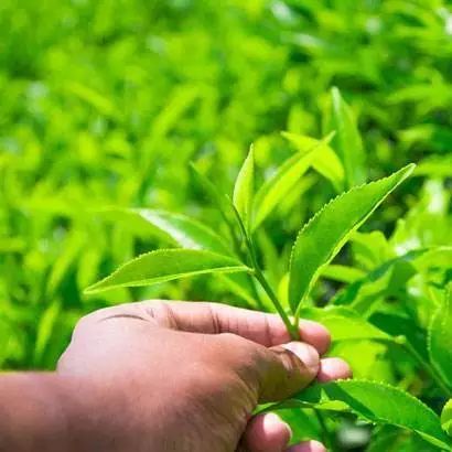 菇會(huì)跑 竹生米 蕉嶺山珍來為羊城添年味
