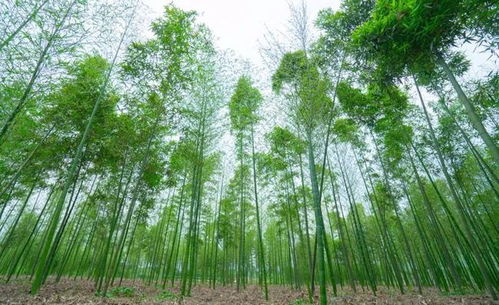 蒲江櫻桃 明月雷竹筍入選2021年首批國(guó)家農(nóng)產(chǎn)品地理標(biāo)志登記產(chǎn)品