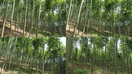 楠竹產業楠竹產業