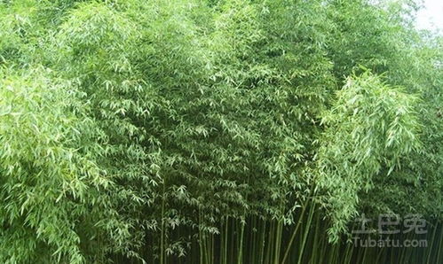 淡竹栽培分為哪幾步