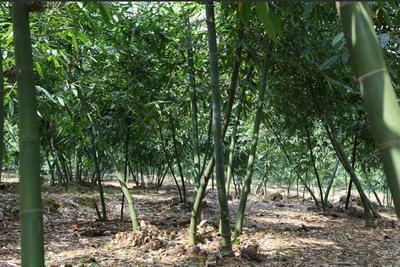 劍指千億市場目標,竹產業已成為南粵山區特色支柱產業