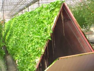 蔬菜的潔凈化工廠化栽培