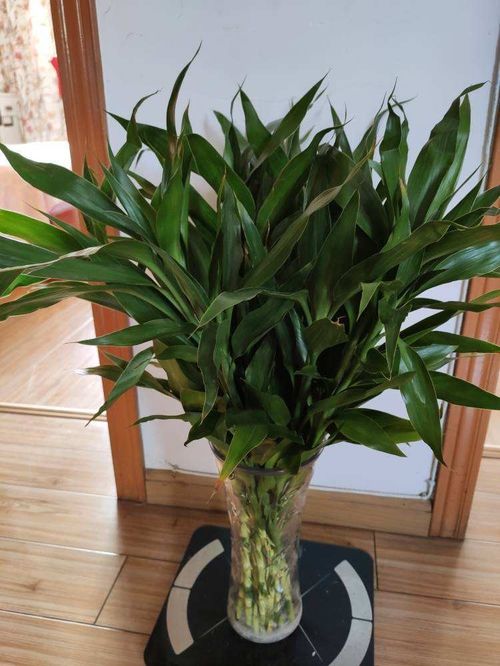 吊蘭掐個小芽,丟水里養兩天,長出修長人參根