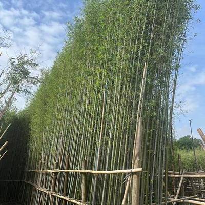 4公分以下8~10公分竹子4公分以下8~10公分竹子供應_4公分以下8~10公分竹子_4公分以下8