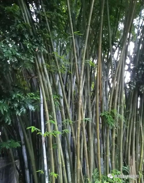 24種常用竹子,你認識幾種