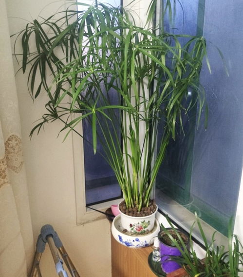 北方家里 干燥 冬天養上3種植物,房子濕潤 空氣好