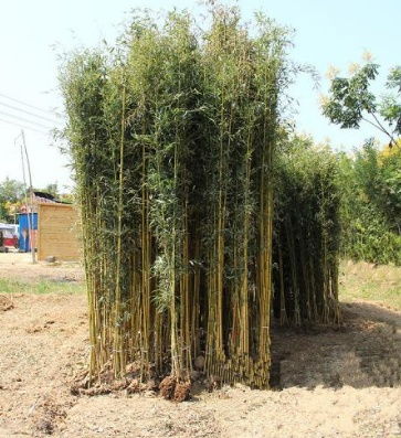 庭院種植竹子的風水考究及注意事項
