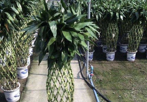 客廳沒陽光,得養3種 喜陰花 ,平時澆澆水,2個月就爆盆 花卉