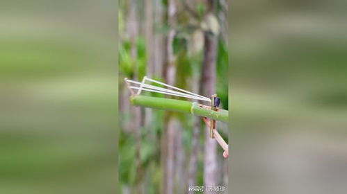 用竹子做的各種彈弓,小時候擁有它,你就是全村最靚的仔